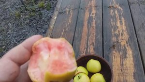 Секреты Скрытой Розы:) Яблоня Хидден Роуз (apple Hidden Rose). Дегустация в декабре