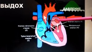 Вдох - ГОЛУБАЯ КРОВЬ, выдох - КРАСНАЯ КРОВЬ! Клапаны Сердца..