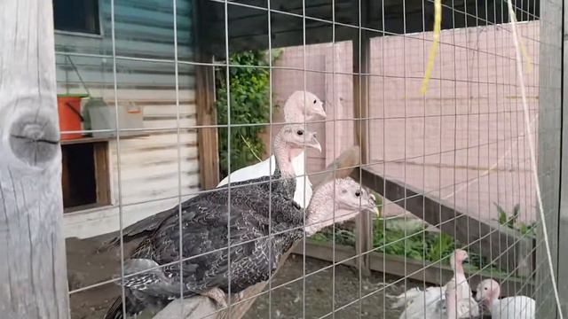 Бои индюшат биг-6 и бронза 708 смотреть онлайн