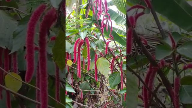 😍 ❤️ Acalypha hispida | gardening| plant |red |nature |plants |nature lover