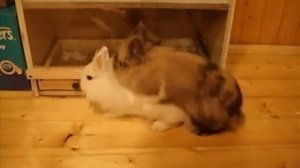 Бурный секес на кухне.