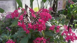 Botanical Garden Munich - Butterflies - Botanischer Garten München - Schmetterlinge