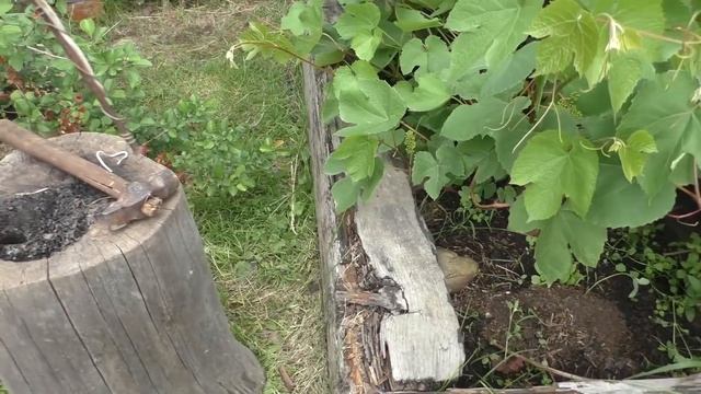 Дачные дела июнь 2019 смотреть онлайн