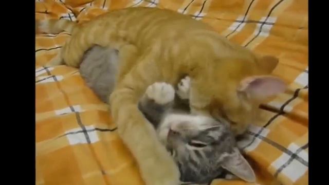 Смешные и ржачные видео