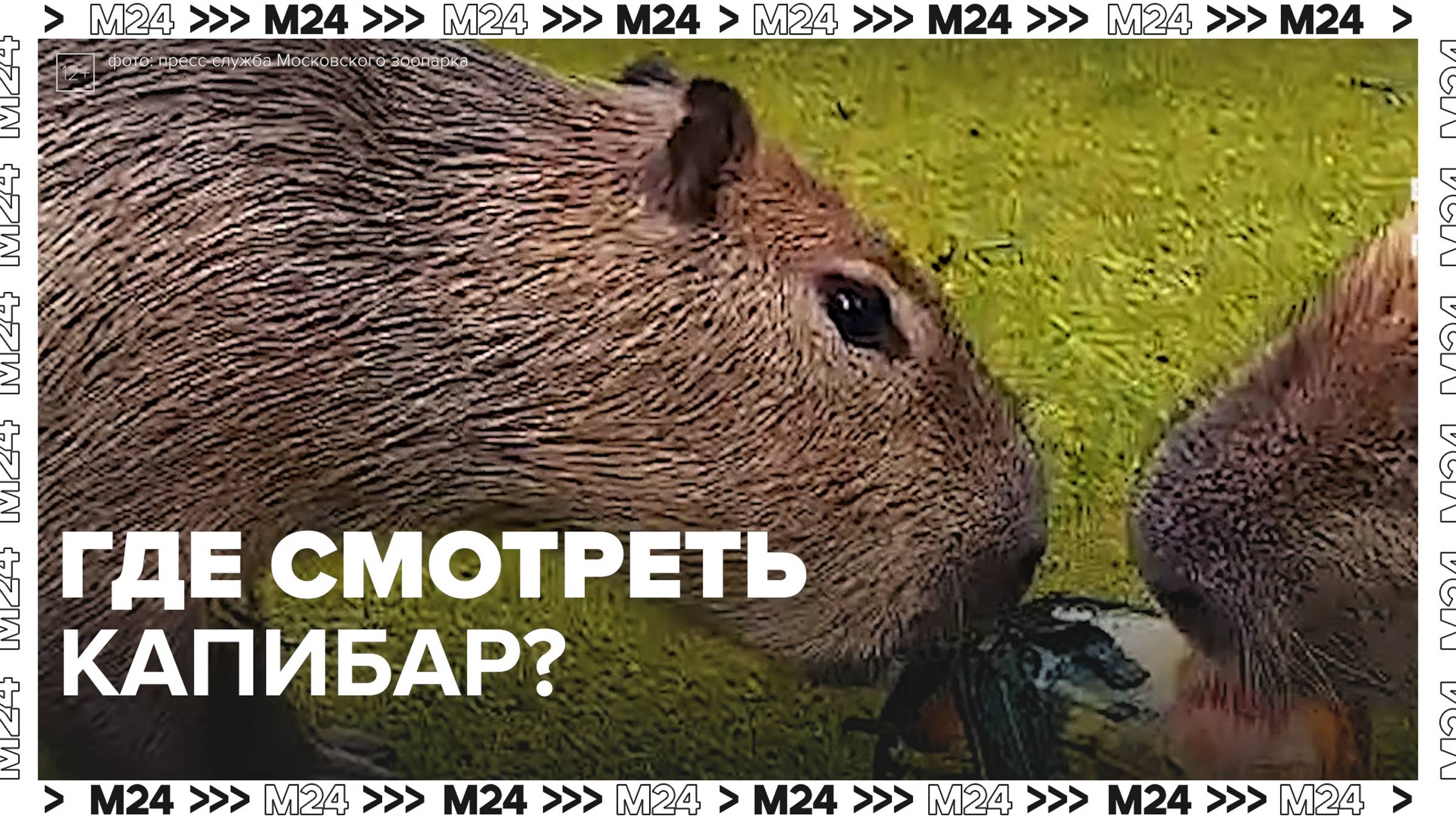 Где можно посмотреть капибар в Москве?  Москва24