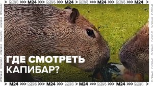 Где можно посмотреть капибар в Москве? — Москва24