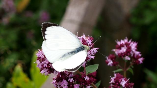 Large white (Pieris brassicae) смотреть онлайн