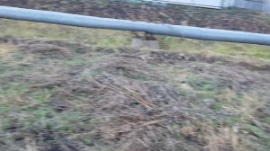 Высокие грядки из Бакелитовой фанеры в деле. Подготовка к зиме. Фацелия.