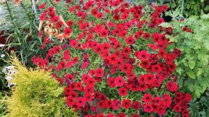 Ампельная Петуния в саду/В ожидании Лета и Красоты Петунии/Обзор Сортов Петунии/Мощные сорта Петуни