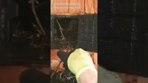 Птичье гнездо в печной трубе. Дневник ТРУБОЧИСТА