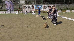 ПЕКИНЕС, финал выставки собак, разновидности окрасов