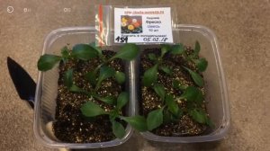 ГЕОРГИНА 19.02.18