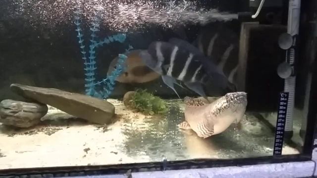 Полиптерус орнатипиннис, Конголеззкий многопер (Polypterus ornatipinnis) аквариумной фермы ИХТИАНДР смотреть онлайн