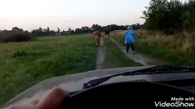 Муж колымит. Идём за коровами. Бычки. смотреть онлайн