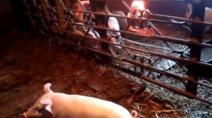 Порода свиней Ландрас