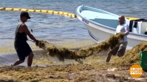 В мире. Нашествие водорослей. Доброе утро. Фрагмент выпуска от 12.08.2019
