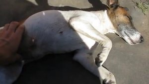 Ложная беременность у собак (Заболевание или естественный процесс?) Симптомы и что при этом делать