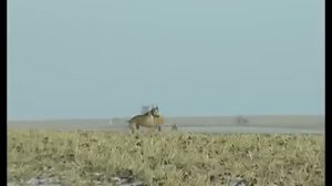 В Липецкой области устроили настоящую охоту с борзыми