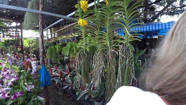 ПАТТАЙЯ. Где купить ОРХИДЕИ, ЖИВЫЕ цветы и СЕМЕНА. Красивые места для фото.