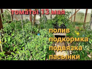 Посадили рассаду,что  дальше.Полив Первая подкормка Подвязка