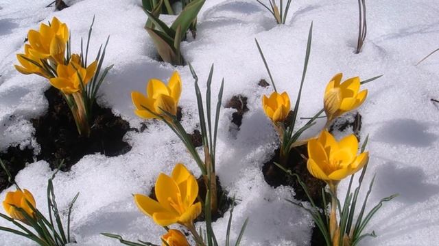 С первым днём весны смотреть онлайн