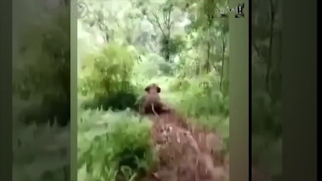 Слонята - те же дети 😊