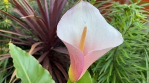 Каллы Цветные Эфиопские FLAMINGO Calla Lily Zantedeschia Aetchiopica Flamingo в моем саду в Лондоне