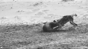 Они Охотятся С Особой Жестокостью! Битвы Животных.