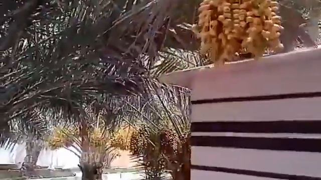 Сады фиников смотреть онлайн