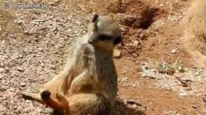 Сурикат сидя засыпает