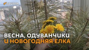 Весна, одуванчики и новогодняя елка – необычный балкон нашелся в Гродно