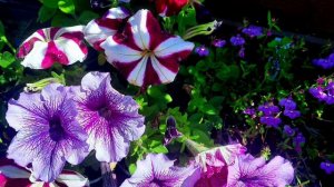 Калейдоскоп красок! 🌿🌸🌼 Петунии. 🌺 Летние мгновения. Видео для настростроения❗🤗