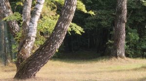 Душевные болезни!Порфирий Кавсокаливит