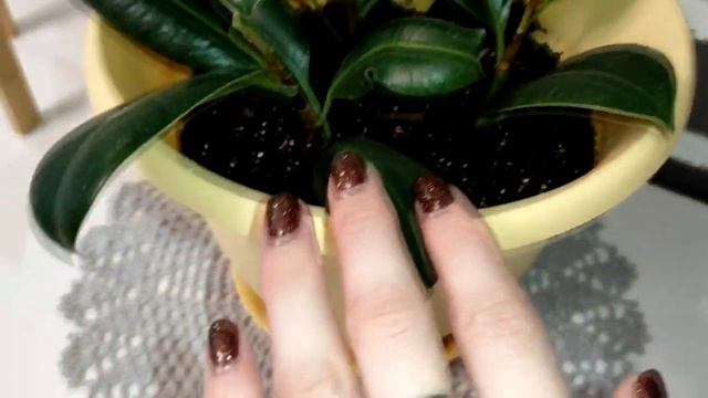 МОЯ КОЛЛЕКЦИЯ ✅ КОМНАТНЫХ РАСТЕНИЙ ??☘? Plant RoomTour