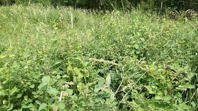 Снежноягодник на дернине. смотреть онлайн