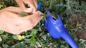 ЖИМОЛОСТЬ: ЛЕЧЕНИЕ ОТ ХЛОРОЗА