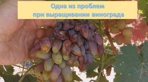 Одна из проблем при выращивании винограда - ОСЫ. Ничего не спасает
