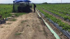 Сбор клубник сорт Джоли