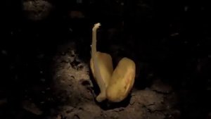 Как из желудя вырос дуб