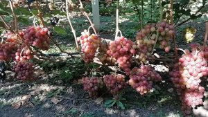 ГФ Воплощение (Гусева С. Э.) 2021год