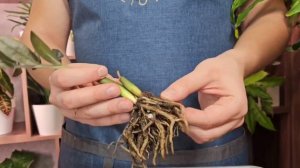 Если это знать, замиокулькас станет пышным кустом. Укоренить долларовое дерево проще простого