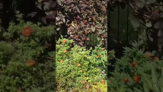 Цветы,клумба вдоль ограды