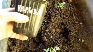 Размножение ремонтантной малины - укоренение крапивки