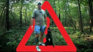 Безопасный выгул Брука. Лес