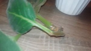 Махровые колокольчики-родственики фиалки.