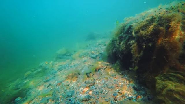 красоты местной морской фауны и 18
