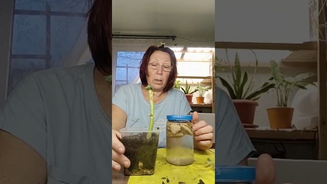 Черенкование герани. Часть 2. смотреть онлайн