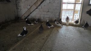 Бирмингемские роллеры/Голуби/Birmingham roller pigeon.