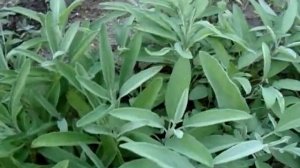 Шалфе́й лека́рственный (лат. Sālvia officinālis)