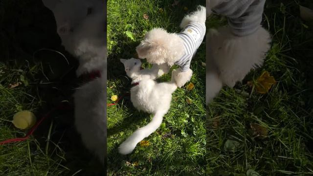 Кот и собака